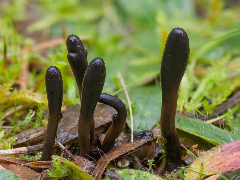 Geoglossum glutinosum